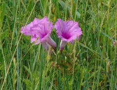 Bush Morning-glory thumbnail 1