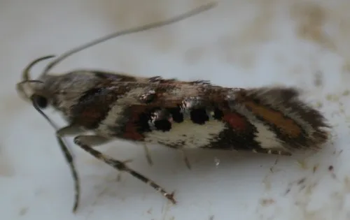 Elegant Aristotelia
