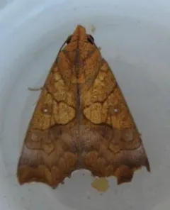 Yellow Scallop Moth thumbnail 2