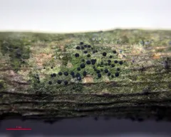 Catillaria nigroclavata thumbnail 3