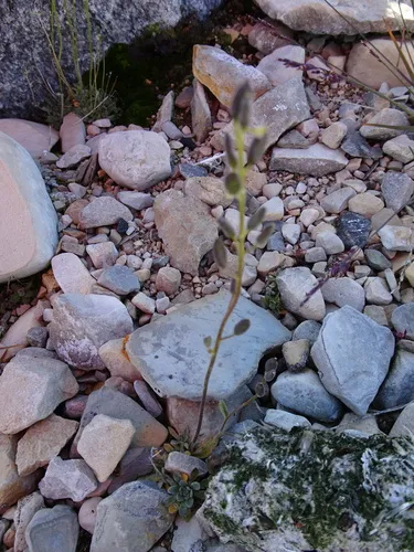 Grayleaf Whitlow-grass