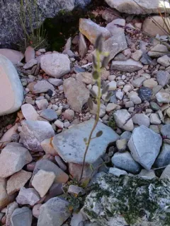 Grayleaf Whitlow-grass thumbnail 1