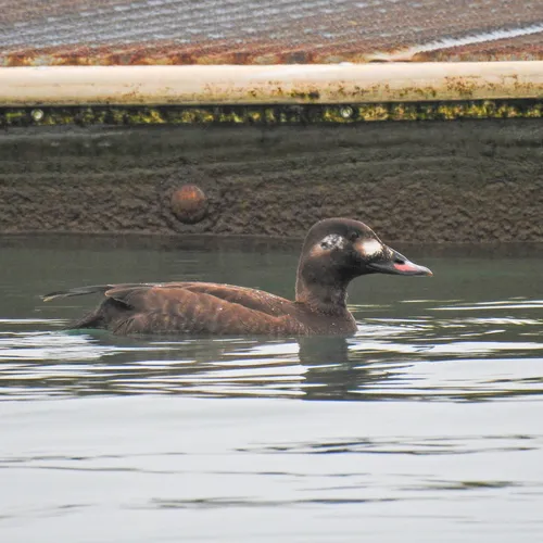 White-winged Scoter