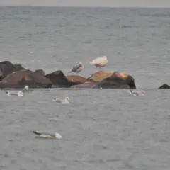 Glaucous Gull thumbnail 4
