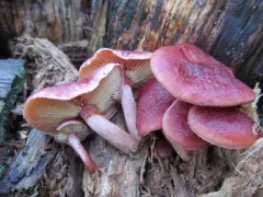 Gymnopilus thiersii thumbnail 4