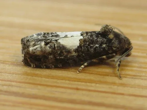 Epiblema infelix