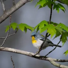 Northern Parula thumbnail 3