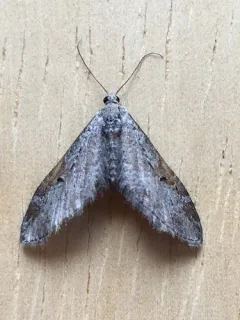Eupithecia nevadata thumbnail 2