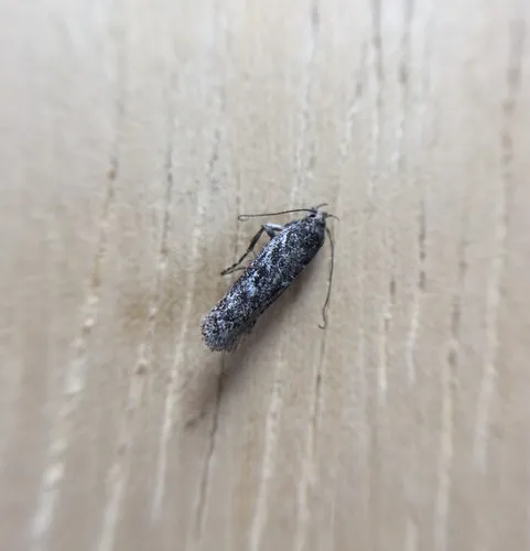 Gelechia mandella