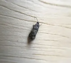 Douglas-fir Cone Moth thumbnail 2