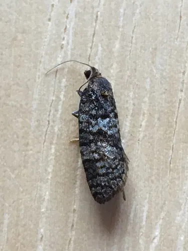 Argyrotaenia gogana