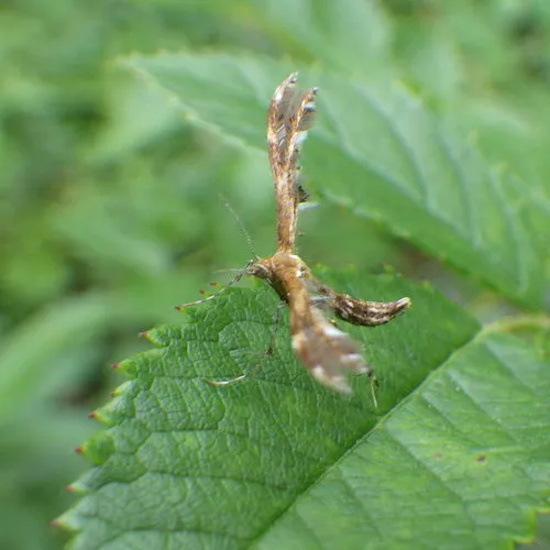 Lobed Plume Moth