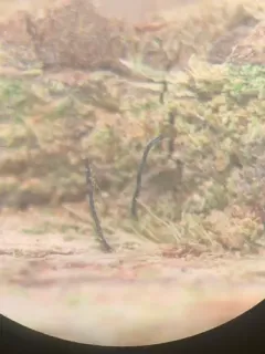 Chaenotheca stemonea thumbnail 2