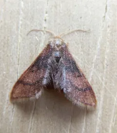 Red-bordered Wave thumbnail 3