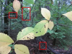 European Fruit Scale thumbnail 4