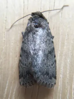 Pronoctua typica thumbnail 3