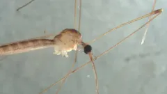 Geranomyia canadensis thumbnail 2