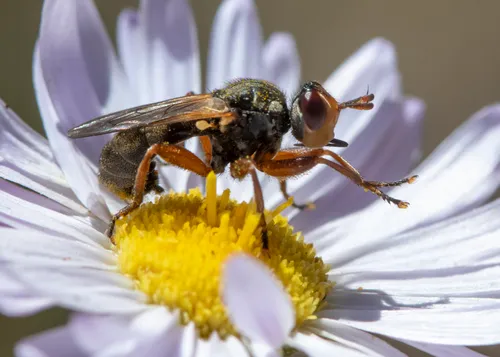 Thecophora modesta