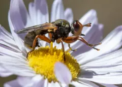 Thecophora modesta thumbnail 1