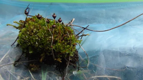 Rugged Dung Moss