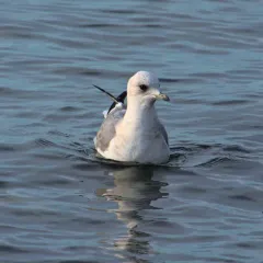 Short-billed Gull thumbnail 2