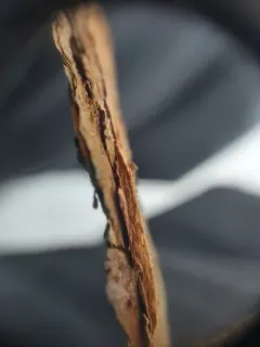Chaenothecopsis marcineae thumbnail 2