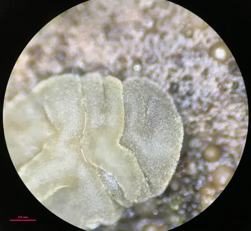 Dacrymyces tortus