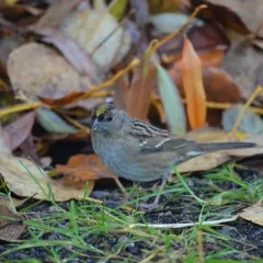 Golden-crowned Sparrow thumbnail 3
