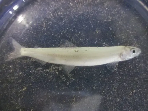 Surf Smelt
