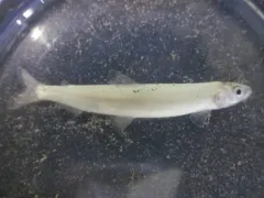 Surf Smelt thumbnail 1