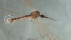 Geranomyia diversa thumbnail 2