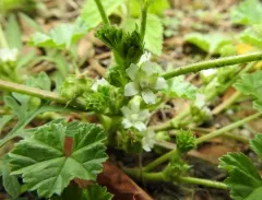 Small Mallow thumbnail 2