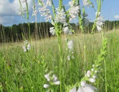 Narrowleaf False Dragonhead thumbnail 4