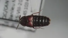 Shortened Minute Rove Beetle thumbnail 4