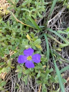 purple rock cress thumbnail 4