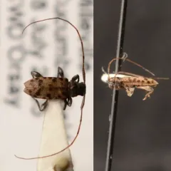 Spotted Longhorn Beetle thumbnail 3