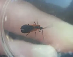 Eros humeralis thumbnail 2
