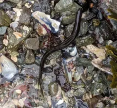 Black Prickleback thumbnail 2