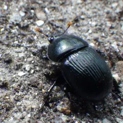 Baly's Earth-boring Beetle thumbnail 3