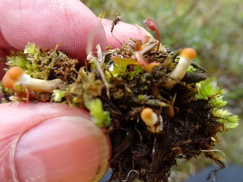 Iceland-purslane