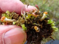 Iceland-purslane thumbnail 1