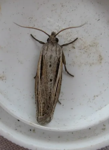 Two-lined Eucosma