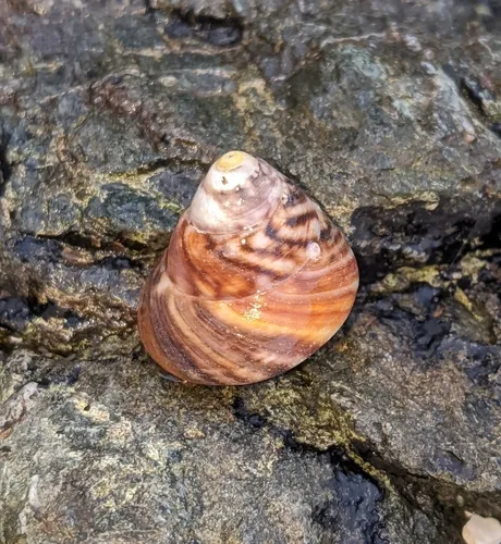 Dusky Tegula