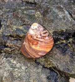 Dusky Tegula thumbnail 1