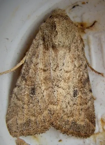 Opalescent Apamea Moth