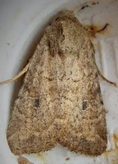 Opalescent Apamea Moth thumbnail 1