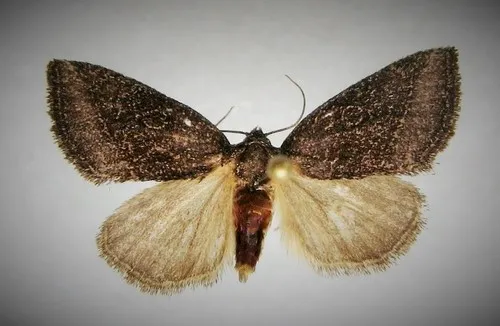 Plagiomimicus heitzmani