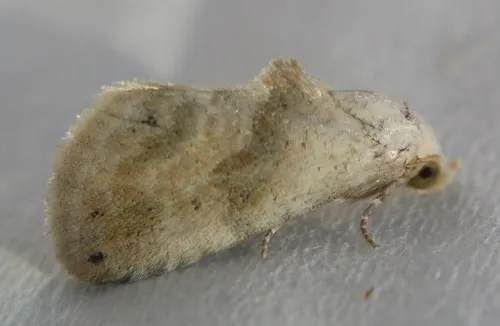 Everlasting Bud Moth
