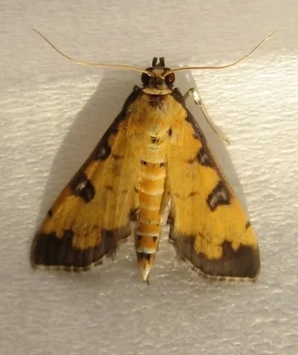 Clidemia Leafroller