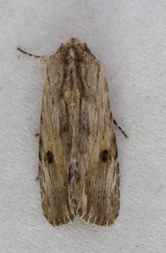 Southern Armyworm Moth